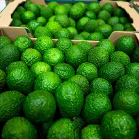 avocat