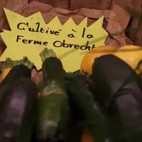 courgette vente directe