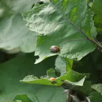 La technique de l’aménagement d’infrastructures agroécologiques permet de favoriser des auxiliaires présents naturellement dan