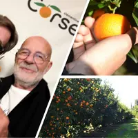 Montage de trois photos sur la clémentine de Corse : à gauche deux personnes (Thomas Dutronc et Jean-Paul Mancel) trinquent avec une clémentine de Cor