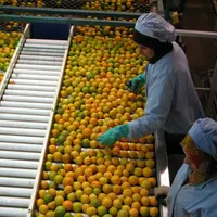 Tri et conditionnement de clémentines sur le site industriel de la Copag à Taroudant. Production d' agrumes. Fruits marocains. Ouvrières marocaines.