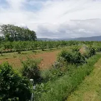 verger en agroforesterie