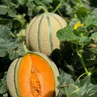 variété de melon Revel 160 (Nunhems)