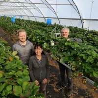 producteurs de fraises de Sicoly