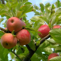 Fruits / cueillette de pommes dans une exploitation fruitière