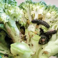 chenille brocoli