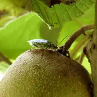 punaise diabolique sur kiwi