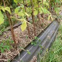 La mise en place d’un paillage organique sur le rang et d’une toile tissée sur les côtés de la butte facilite la gestion de l’