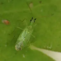 auxiliaire Macrolophus