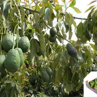 des avocats sur arbre, et dans le coin inférieur droit une cagette d'avocat