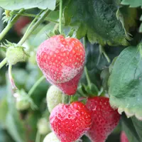 oïdium du fraisier