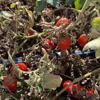 Tomates destinées à l'industrie dans un champs dans la région de Parme en Italie, avec un tuyau d'irrigation.