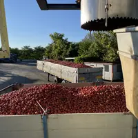 Tomates d'industrie arrivant à l'usine de transformation dans le Nord de l'Italie
