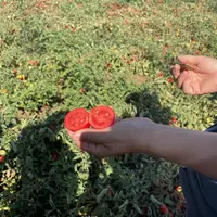 Une productrice montre une tomate destinée à la transformation dans un champ de tomates d'industrie dans le nord de l'Italie.