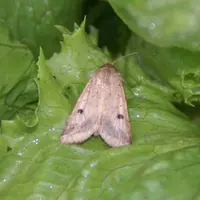 noctuelle heliothis tomate