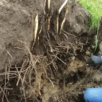 préparation du sol asperge