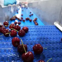 cerises calibreuse