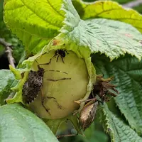punaise diabolique noisette