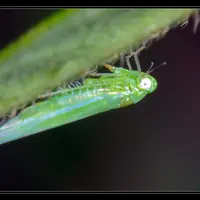 cicadelle verte Empoasca vitis