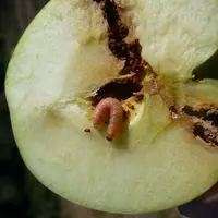 Le carpocapse connaît désormais trois générations complètes ou quasi complètes dans le Sud-Est.