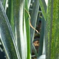 poireau thrips
