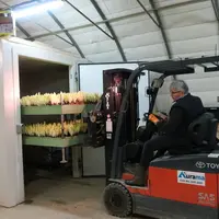 endives chambre froide
