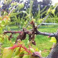 Les projets Palvip (Centrex) et FAN de Bio (SudExpé et Centrex) conduits de 2017 à 2020 ont évalué des produits de biocontrôle