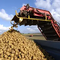 Récolte de pomme de terre