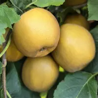 Des pommes dorées et russetées sur une branche de pommier