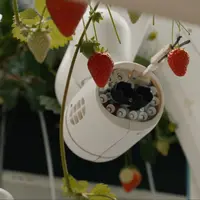 Robot cueilleur de fraises de Dogtooth Technologies dans la mega serre de fraises de Dyson Farming..