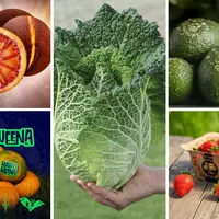 Montage photo réunissant les 5 nommés aux Fruit Logistica Awards 2025 avec les agrumes Onix et Halloweena d'AMFresh, le chou de Savoie à tête pointue