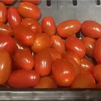 Tomates cerise allongées du Maroc vendues en France