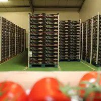 entrepôt d'une entreprise d'expédition de légumes bretons. Au premier plan, des tomates grappes, au fond des palettes de colis de légumes bretons à ma