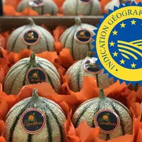Caisse de melons de Cavaillon avec un logo IGP apposé sur l'image