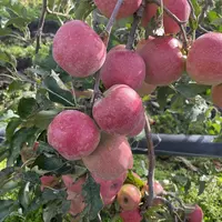 Pommes Pink Lady en verger en France. Crédit : Claire Tillier