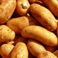 des pommes de terre avec de la terre