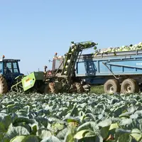 La Bretagne, troisième région productrice de légumes frais