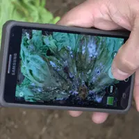 smartphone maladie salade