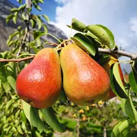 poire Fred
