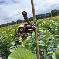 Fagot installé lors d'un essai sur cerisier