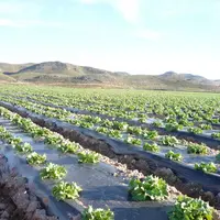 culture salade plein champ sur paillage