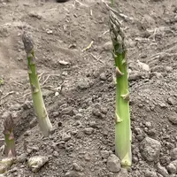 Deux turions d'asperge verte
