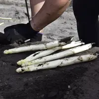 des asperges blanches posées au sol venant d'être récoltées