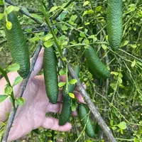 Citrons caviar verts sur l'arbre