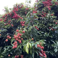 Un arbre de litchis à La Réunion