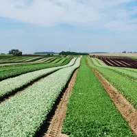 Champ de salade ou jeunes pousses chez Picvert dans la Somme