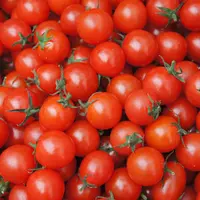 Tomates cerise en vrac, origine indéfinie.