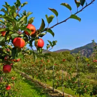 pommier pomme verger feuilles
