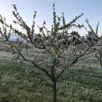 fruitier sous gel après aspersion
