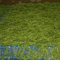 Haricots verts destinés à la surgélation dans une usine Gelagri.